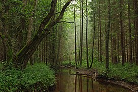 La mitad del país está cubierto por bosques.[45]​