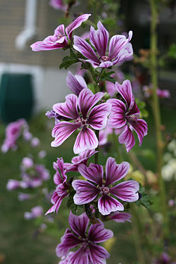 Tipska vrsta Malva sylvestris