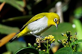 Le Zostérops oriental est un petit oiseau facilement repérable.