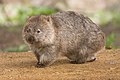 Deutsch: Wombats Vombatidae (cat.)