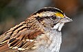 Image 27Close-up of a white-throated sparrow in Central Park