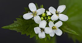 oficina aliario (Alliaria petiolata)