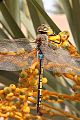 Gwas neidr crwydrol - Anax (Hemianax) ephippiger