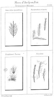 Calamocladus équisétiformis, Pinnularia (racines de Calamites), racines, et Pinnularia.