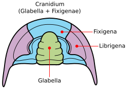 Oberseite des Cephalons bei Trilobiten