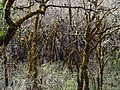 Image 99Moss-covered oak trees in the Bothe-Napa Valley State Park