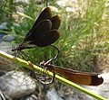 Calopteryx haemorrhoidalis