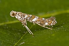 Privet leaf miner, "Gracillaria syringella" (Fabricius, 1794)