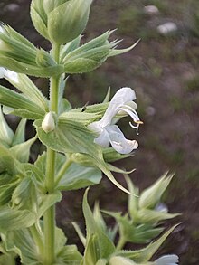 Salvia tingitana flower in Behbahan