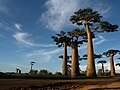 Woldfleckalln ba Morondava u Baobab-Bamma.