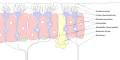 Composición de la neurona receptora olfatoria (subtítulos en alemán)