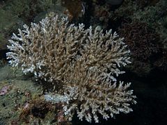 Acropora paniculata