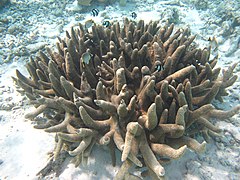 Acropora robusta