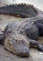 Alligator (Alligatoridae).