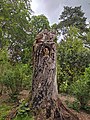 Sculptures de hiboux dans un tronc d'arbre