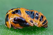 Ladybird pupa