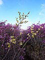 at Jirisan mountain, Korea