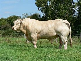 Taureau charolais