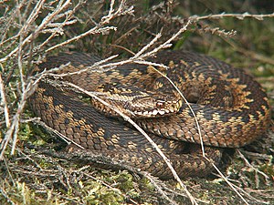 Krüsoter (Vipera berus) LC - least concern (ei trüüwet)