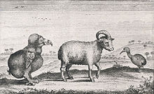 Černobílá stará kresba, kde uprostřed stojí z pravého boku viděná ovce, na ní se dívá zleva stojící chřástal rezavý a z prava stojící dronte
