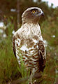 Le circaète Jean-le-Blanc est le plus grand des rapaces du Luberon.