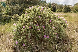 Cistus albidus (Ciste cotonneux).