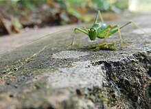 A green cricket on a wall in the daytime.