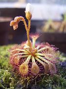 Drosera felix