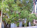 A Neem tree with blossoms at Bodwad, India