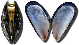 Geweune mussel (Mytilus edulis)