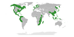 Distribuição natural de Myricaceae.