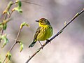 Image 9Palm warbler in Green-Wood Cemetery