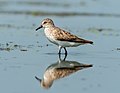 Image 1Semipalmated sandpiper at the Jamaica Bay Wildlife Refuge