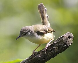 Javaanse prinia