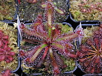 Drosera ascendens