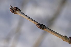 winterknoppen met doorn