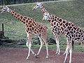 3 giraffes