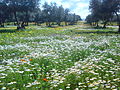 Olivenplantage in Algerien.