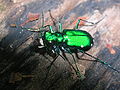 Cicindela sexguttata