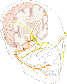 imagem de crânio humano em transparência com destaque no nervo facial e seu caminho de ambos os lado