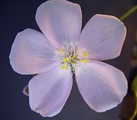 Drosera macrantha