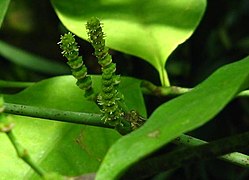 Secção Gnetum subsecção Gnetum: Gnetum gnemon, estróbilo masculino.