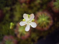 Drosera paleacea