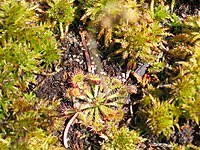 Drosera capillaris