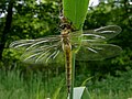 Epitheca bimaculata fotografiada a França