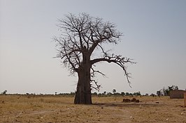 Het landschap van Kaffrine