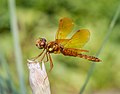 Image 3Male eastern amberwing dragonfly in the Brooklyn Botanic Garden