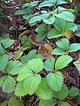 Fragaria moschata