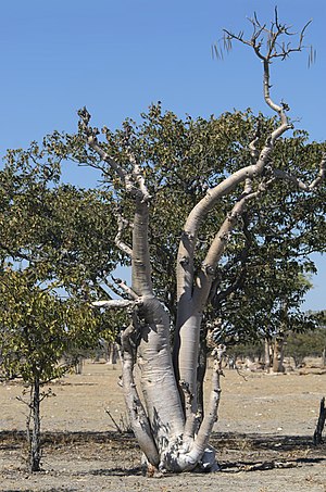 ovalfolia moringo (Moringa ovalifolia)