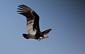 Avvoltoio in volo nel parco nazionale Kruger (Sudafrica)